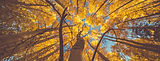 tcf_header20.jpg