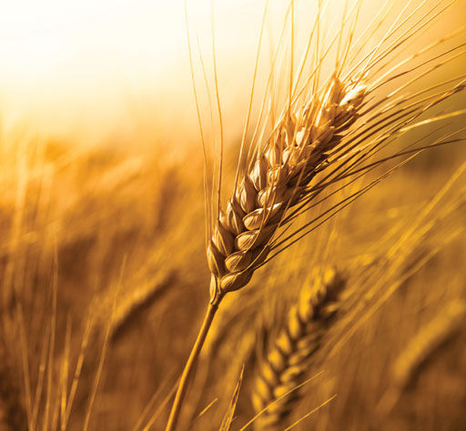 new-harvest.jpg