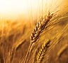 new-harvest.jpg