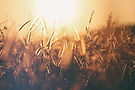 harvest.jpg